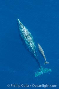 Aerial photo of gray whale calf and mother. This baby gray whale was born during the southern migration, far to the north of the Mexican lagoons of Baja California where most gray whale births take place, Eschrichtius robustus, San Clemente