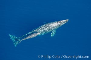 Aerial photo of gray whale calf and mother. This baby gray whale was born during the southern migration, far to the north of the Mexican lagoons of Baja California where most gray whale births take place, Eschrichtius robustus, San Clemente