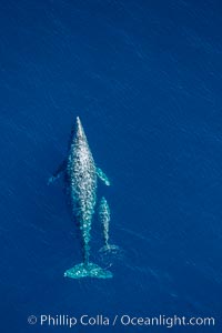 Aerial photo of gray whale calf and mother. This baby gray whale was born during the southern migration, far to the north of the Mexican lagoons of Baja California where most gray whale births take place, Eschrichtius robustus, San Clemente