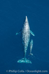 Aerial photo of gray whale calf and mother. This baby gray whale was born during the southern migration, far to the north of the Mexican lagoons of Baja California where most gray whale births take place. San Clemente, USA, Eschrichtius robustus, natural history stock photograph, photo id 29015