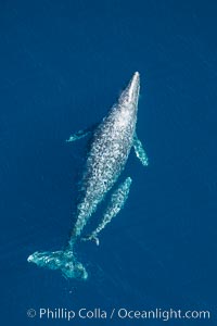 Aerial photo of gray whale calf and mother. This baby gray whale was born during the southern migration, far to the north of the Mexican lagoons of Baja California where most gray whale births take place.