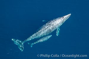 Aerial photo of gray whale calf and mother. This baby gray whale was born during the southern migration, far to the north of the Mexican lagoons of Baja California where most gray whale births take place.