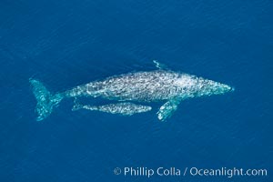 Aerial photo of gray whale calf and mother. This baby gray whale was born during the southern migration, far to the north of the Mexican lagoons of Baja California where most gray whale births take place, Eschrichtius robustus, San Clemente