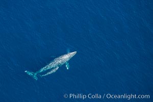 Aerial photo of gray whale calf and mother. This baby gray whale was born during the southern migration, far to the north of the Mexican lagoons of Baja California where most gray whale births take place, Eschrichtius robustus, San Clemente