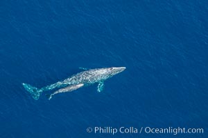 Aerial photo of gray whale calf and mother. This baby gray whale was born during the southern migration, far to the north of the Mexican lagoons of Baja California where most gray whale births take place, Eschrichtius robustus, San Clemente