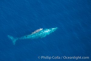 Aerial photo of gray whale calf and mother. This baby gray whale was born during the southern migration, far to the north of the Mexican lagoons of Baja California where most gray whale births take place, Eschrichtius robustus, San Clemente