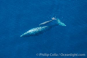 Aerial photo of gray whale calf and mother. This baby gray whale was born during the southern migration, far to the north of the Mexican lagoons of Baja California where most gray whale births take place, Eschrichtius robustus, San Clemente