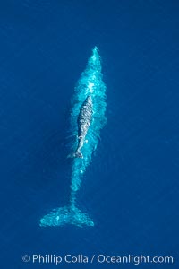 Aerial photo of gray whale calf and mother. This baby gray whale was born during the southern migration, far to the north of the Mexican lagoons of Baja California where most gray whale births take place, Eschrichtius robustus, San Clemente