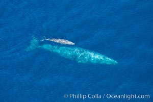 Aerial photo of gray whale calf and mother. This baby gray whale was born during the southern migration, far to the north of the Mexican lagoons of Baja California where most gray whale births take place, Eschrichtius robustus, San Clemente