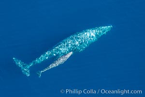 Aerial photo of gray whale calf and mother. This baby gray whale was born during the southern migration, far to the north of the Mexican lagoons of Baja California where most gray whale births take place, Eschrichtius robustus, San Clemente