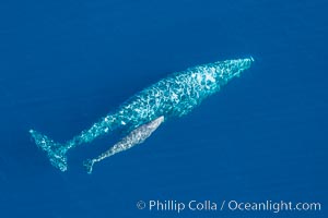 Aerial photo of gray whale calf and mother. This baby gray whale was born during the southern migration, far to the north of the Mexican lagoons of Baja California where most gray whale births take place, Eschrichtius robustus, San Clemente