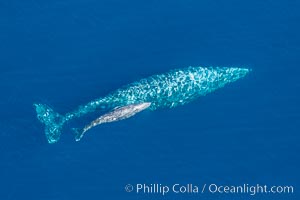 Aerial photo of gray whale calf and mother. This baby gray whale was born during the southern migration, far to the north of the Mexican lagoons of Baja California where most gray whale births take place, Eschrichtius robustus, San Clemente