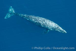Aerial photo of gray whale, swimming southbound on its annual migration to the calving lagoons in Mexico, Eschrichtius robustus, San Clemente, California