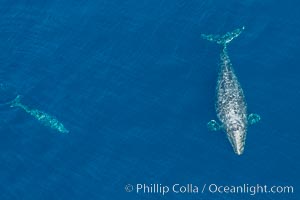 Aerial photo of gray whale calf and mother. This baby gray whale was born during the southern migration, far to the north of the Mexican lagoons of Baja California where most gray whale births take place.