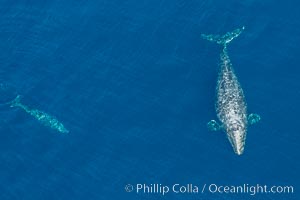 Aerial photo of gray whale calf and mother. This baby gray whale was born during the southern migration, far to the north of the Mexican lagoons of Baja California where most gray whale births take place, Eschrichtius robustus, San Clemente