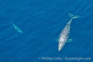 Aerial photo of gray whale calf and mother. This baby gray whale was born during the southern migration, far to the north of the Mexican lagoons of Baja California where most gray whale births take place, Eschrichtius robustus, San Clemente