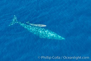 Aerial photo of gray whale calf and mother. This baby gray whale was born during the southern migration, far to the north of the Mexican lagoons of Baja California where most gray whale births take place, Eschrichtius robustus, San Clemente