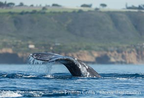 Gray whale raising fluke before diving, on southern migration to calving lagoons in Baja, Eschrichtius robustus, San Diego, California