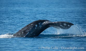 Gray whale raising fluke before diving, on southern migration to calving lagoons in Baja, Eschrichtius robustus, San Diego, California