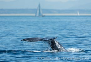 Gray whale raising fluke before diving, on southern migration to calving lagoons in Baja, Eschrichtius robustus, San Diego, California