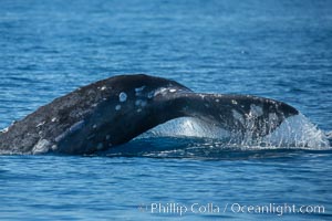 Gray whale raising fluke before diving, on southern migration to calving lagoons in Baja, San Diego, California