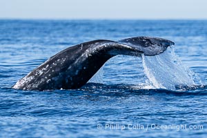 Gray Whale Raising Fluke Before Diving, San Diego, on southern migration to calving lagoons in Baja, Eschrichtius robustus