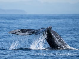 Gray Whale Raising Fluke Before Diving, San Diego, on southern migration to calving lagoons in Baja, Eschrichtius robustus