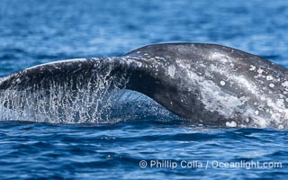 Gray Whale Raising Fluke Before Diving, San Diego, on southern migration to calving lagoons in Baja, Eschrichtius robustus