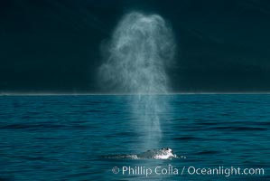 Gray whale, blow. Big Sur, California, USA, Eschrichtius robustus, natural history stock photograph, photo id 01170