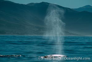 Gray whale, blow, Eschrichtius robustus, Big Sur, California