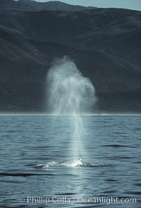 Gray whale, blow, Eschrichtius robustus, Big Sur, California