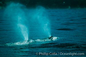 Gray whale, synchronous blows, Eschrichtius robustus, Monterey, California