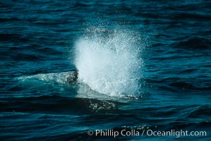 Gray whale, blow just beginning, Eschrichtius robustus, Monterey, California