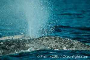 Gray whale, blow and characteristic skin mottling detail, Eschrichtius robustus, Monterey, California