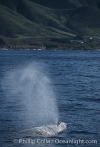 Gray whale, blowing at surface, Eschrichtius robustus, Big Sur, California