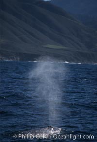 Gray whale, blowing at surface, Eschrichtius robustus, Big Sur, California