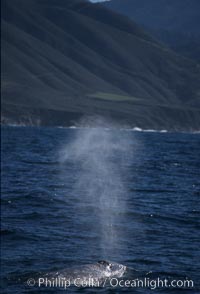 Gray whale, blowing at surface, Eschrichtius robustus, Big Sur, California