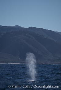 Gray whale, blowing at surface, Eschrichtius robustus, Big Sur, California