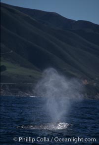 Gray whale, blowing at surface, Eschrichtius robustus, Big Sur, California