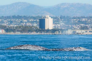 Gray whale, on southern migration to calving lagoons in Baja, San Diego, California