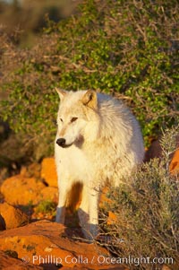 Gray wolf, Canis lupus