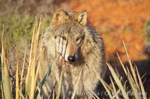 Gray wolf., Canis lupus, natural history stock photograph, photo id 12404