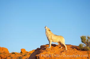 Gray wolf howling, Canis lupus