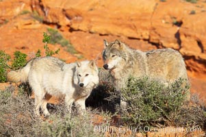 Gray wolf, Canis lupus