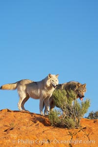 Gray wolf, Canis lupus