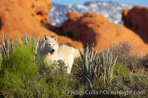 Gray wolf, Canis lupus