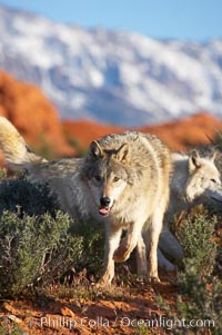 Gray wolf, Canis lupus