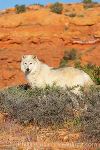 Gray wolf, Canis lupus