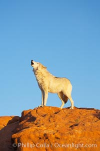 Gray wolf howling, Canis lupus