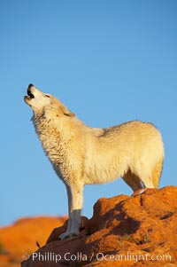 Gray wolf howling, Canis lupus